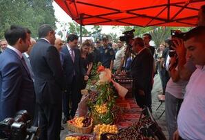 Azərbaycanda ilk dəfə “Albalı və gilas” festivalı keçirilib - FOTOLAR