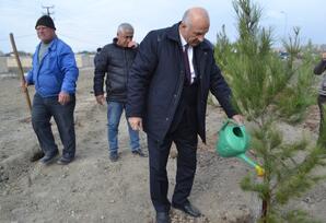 Mingəçevirdə ağacəkmə kampaniyası keçirildi FOTOLAR