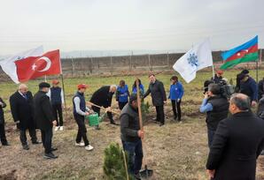 Samuxda Ulu Öndərin 100 illiyi ilə bağlı ağacəkmə aksiyası keçirilib FOTOLAR
