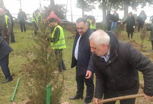 Lənkəranda ağacəkmə aksiyası keçirilib FOTOLAR