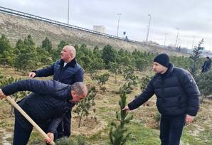 "Heydər Əliyev İli" çərçivəsində ağacəkmə aksiyası keçirilib FOTOLAR