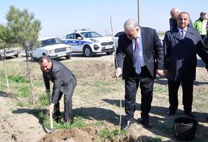 Ağdamda növbəti ağacəkmə aksiyası keçirilib FOTOLAR
