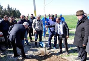 Ağdamda növbəti ağacəkmə aksiyası keçirilib FOTOLAR