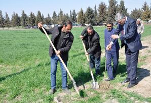 Ağdamda növbəti ağacəkmə aksiyası keçirilib FOTOLAR