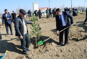 Ulu Öndərin 100 illiyinə həsr olunmuş agacəkmə aksiyası keçirilib FOTOLAR
