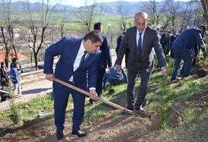 Lerikdə “Heydər Əliyev ili” çərçivəsində ağacəkmə aksiyası keçirilib FOTOLAR