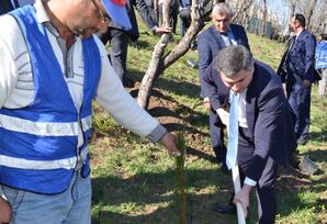 Lerikdə “Heydər Əliyev ili” çərçivəsində ağacəkmə aksiyası keçirilib FOTOLAR