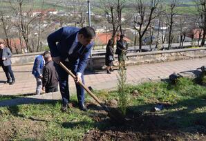 Lerikdə “Heydər Əliyev ili” çərçivəsində ağacəkmə aksiyası keçirilib FOTOLAR