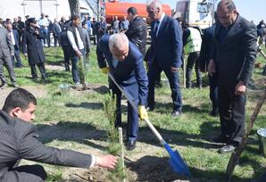 Qubada "Heydər Əliyev İli" çərçivəsində ağacəkmə aksiyası keçirilib FOTOLAR