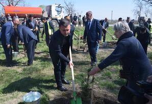 Qubada "Heydər Əliyev İli" çərçivəsində ağacəkmə aksiyası keçirilib FOTOLAR