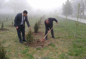 Xızıda “Heydər Əliyev İli” çərçivəsində ağacəkmə aksiyası keçirilib FOTOLAR