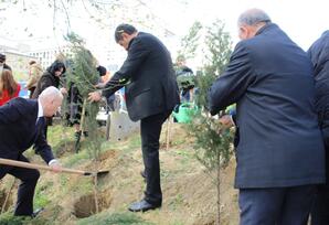Yasamal rayonda ağacəkmə aksiyası keçirilib FOTOLAR