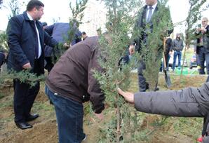 Yasamal rayonda ağacəkmə aksiyası keçirilib FOTOLAR