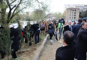 Yasamal rayonda ağacəkmə aksiyası keçirilib FOTOLAR