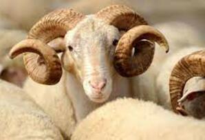 Qurban əti birinci gün yeyilirmi?.. SAĞLAMLIQ