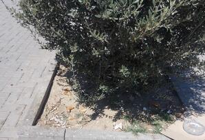 Bizim təbiət sevgimiz, şəhər mədəniyyətimiz... TƏRS BAXIŞ