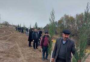 Samuxda “Heydər Əliyev ili” çərçivəsində ağacəkmə aksiyası keçirilib FOTOLAR