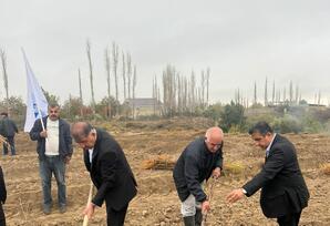 Samuxda “Heydər Əliyev ili” çərçivəsində ağacəkmə aksiyası keçirilib FOTOLAR