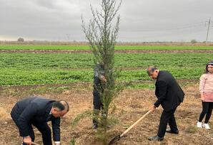 Samuxda “Heydər Əliyev ili” çərçivəsində ağacəkmə aksiyası keçirilib FOTOLAR