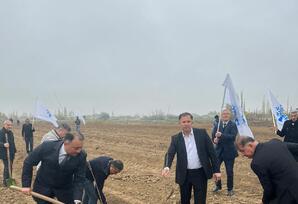 Samuxda “Heydər Əliyev ili” çərçivəsində ağacəkmə aksiyası keçirilib FOTOLAR