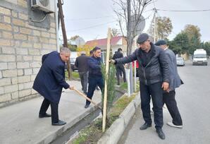 Göyçayda ağacəkmə aksiyası keçirilib FOTOLAR