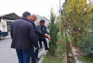 Göyçayda ağacəkmə aksiyası keçirilib FOTOLAR