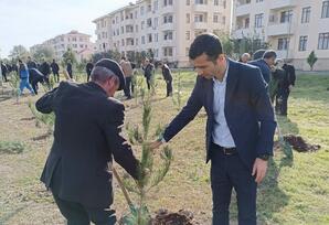 Kürdəmirdə ağacəkmə aksiyası keçirilib FOTOLAR