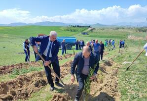 Qazaxda ağacəkmə aksiyası keçirildi FOTOLAR