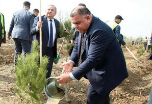 Ağcabədidə ağacəkmə kompaniyası keçirilmişdir - ŞƏRH