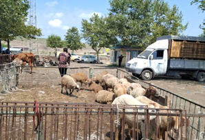 Bakıda və bir sıra rayonlarda heyvan satışı bazarlarında monitorinqlər aparılıb - FOTOLAR
