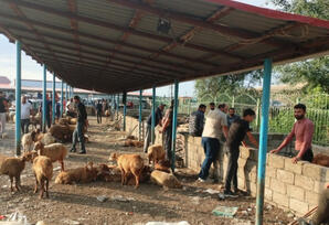 Bakıda və bir sıra rayonlarda heyvan satışı bazarlarında monitorinqlər aparılıb - FOTOLAR