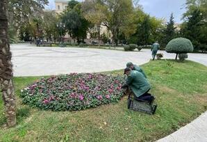 Bakıda genişmiqyaslı iməcilik keçirilib - FOTOLAR