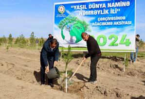Samuxda “Yaşıl dünya naminə həmrəylik ili” çərçivəsində ağacəkmə aksiyası keçirildi TƏDBİR