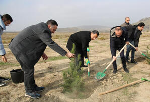 Mədəniyyət Nazirliyi Qobustan qoruğunda yaşıllaşdırma aksiyası keçirib