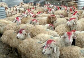 Qurban əti: nələri bilməliyik?..