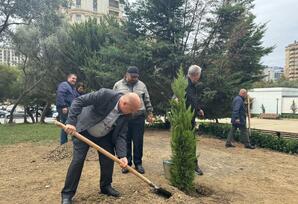 Nəsimi rayonunda Anım Günü ərəfəsində ağacəkmə aksiyası keçirilib