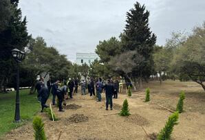 Nəsimi rayonunda Anım Günü ərəfəsində ağacəkmə aksiyası keçirilib