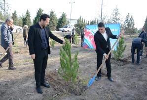 Tərtərdə növbəti ağacəkmə aksiyası keçirilib