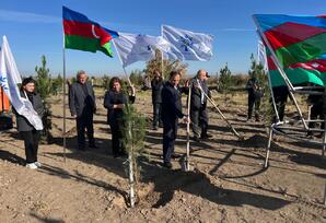 Samuxda ağacəkmə aksiyası keçirilib