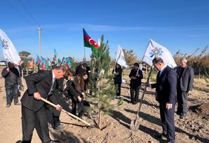 Samuxda ağacəkmə aksiyası keçirilib