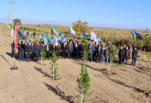 Samuxda ağacəkmə aksiyası keçirilib