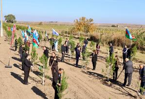 Samuxda ağacəkmə aksiyası keçirilib