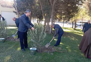 Nəsimi rayonunda  ağacəkmə aksiyası təşkil edilib