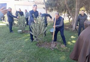 Nəsimi rayonunda  ağacəkmə aksiyası təşkil edilib