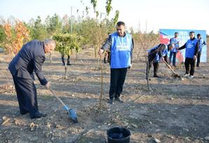 Tərtərdə  növbəti ağacəkmə aksiyası keçirilib
