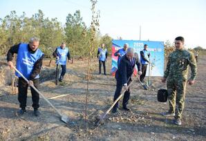 Tərtərdə  növbəti ağacəkmə aksiyası keçirilib