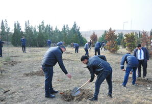Ağstafa rayonunda ağacəkmə aksiyası keçirilib
