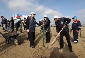 Sabunçuda YAP-ın 33 illiyinə həsr olunmuş ağacəkmə aksiyası keçirilib