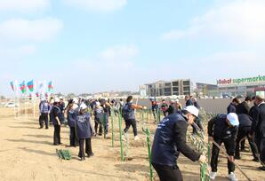 Sabunçuda YAP-ın 33 illiyinə həsr olunmuş ağacəkmə aksiyası keçirilib