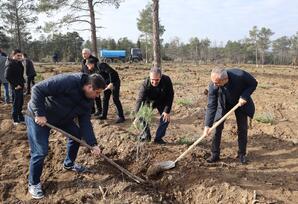 “Yaşıl və sağlam gələcək naminə” devizi altında ağacəkmə kampaniyası həyata keçirilib